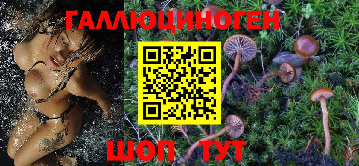 Псилоцибиновые грибы Psilocybe Тутаев